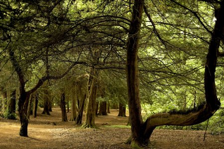 Downloading Chillingham Woods