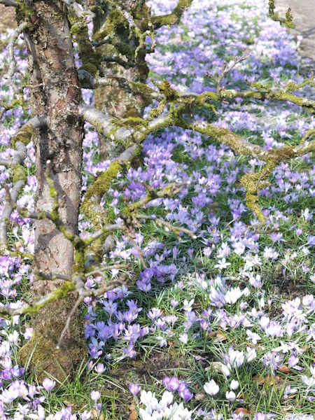 Threave Walled Garden